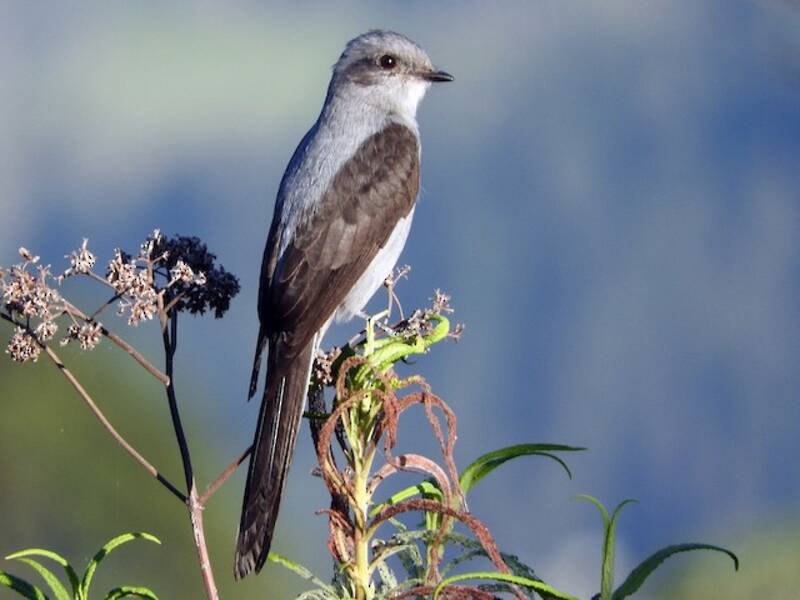 Shear-tailed Gray Tyrant, 照片 3