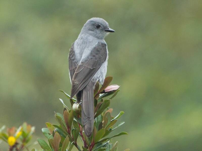 Shear-tailed Gray Tyrant, 照片 2