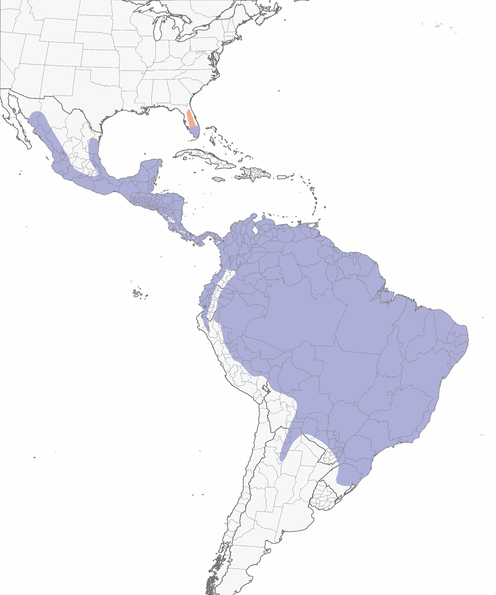 Gavilán Colicorto, Distribución 1