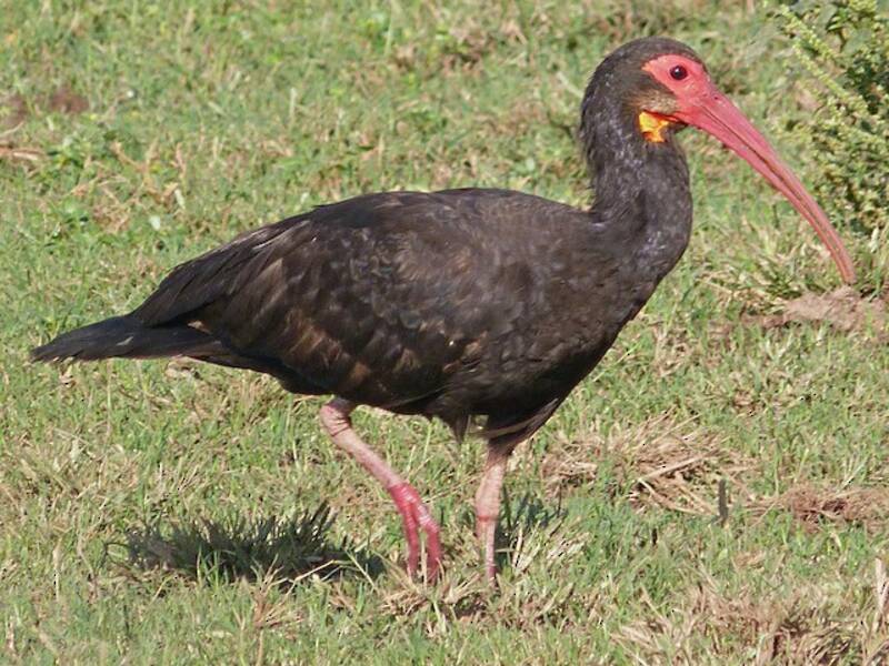 Sharp-tailed Ibis, Photos 3