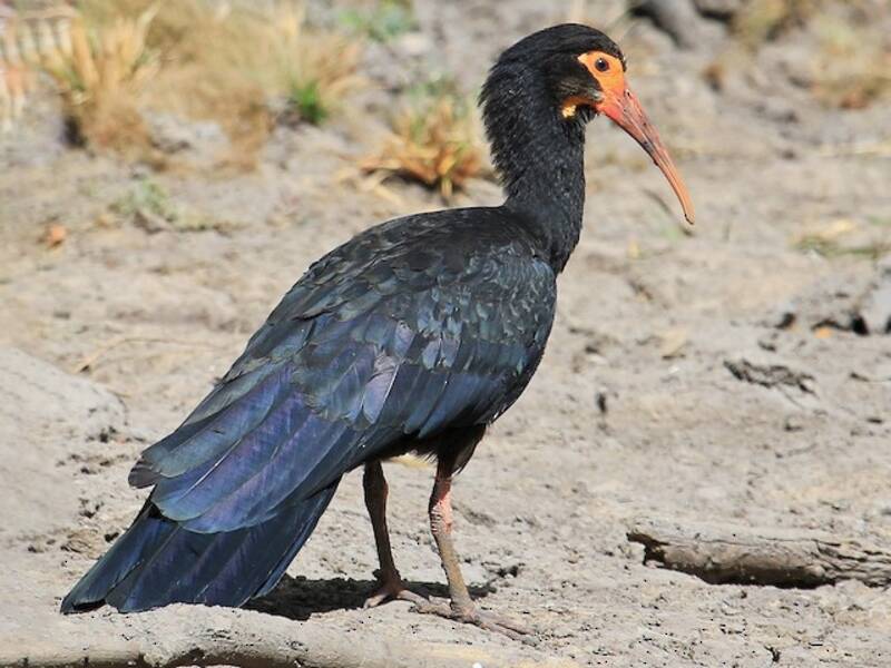 Sharp-tailed Ibis, Photos 4