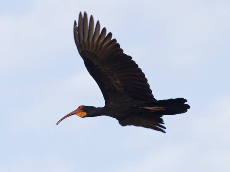 Sharp-tailed Ibis (Cercibis oxycerca)