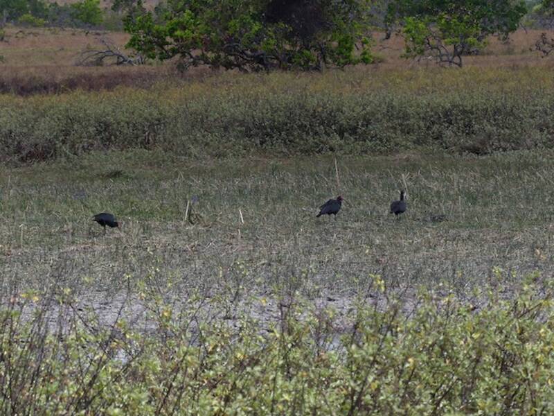 Sharp-tailed Ibis, Photos 2