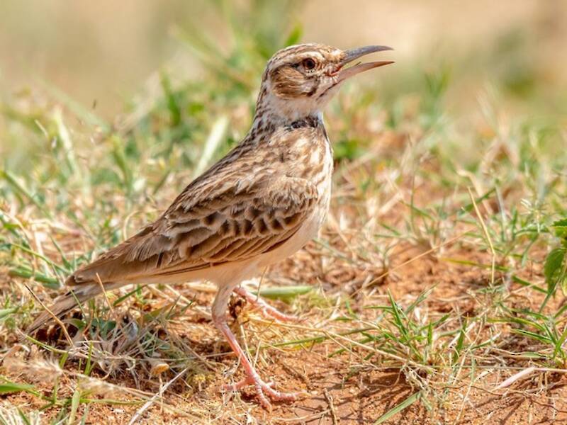 Calandra codacorta