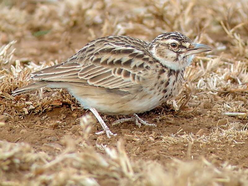 Calandra codacorta, Foto 3
