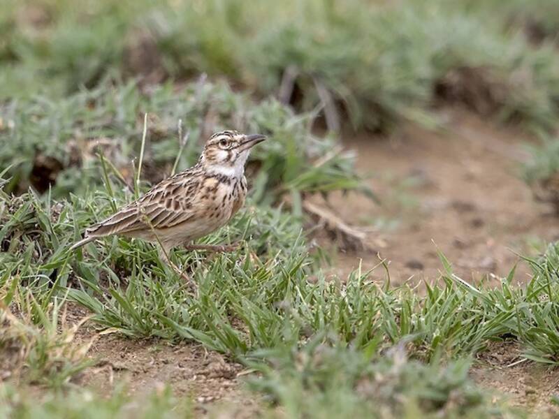 Calandra codacorta, Foto 4