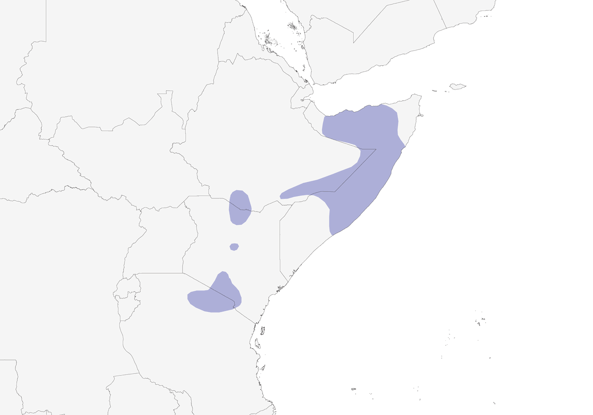 Calandra codacorta, Distribuzione 1