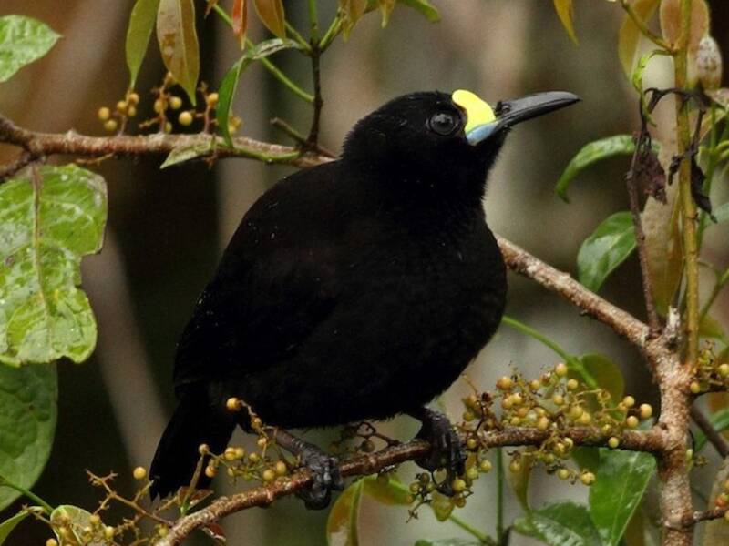 Paradigalla coda corta, Foto 3