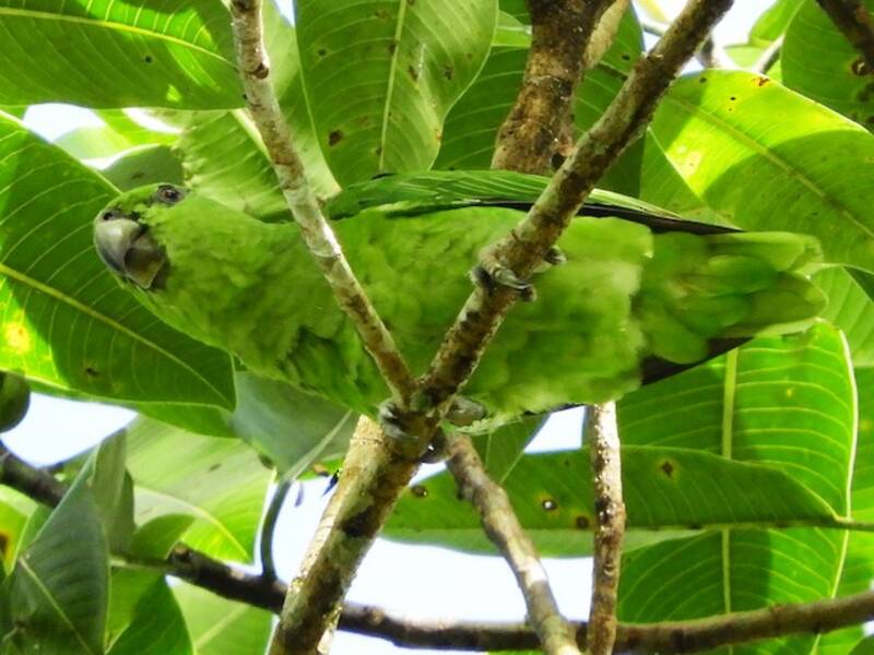 Short-tailed Parrot, Photos 3