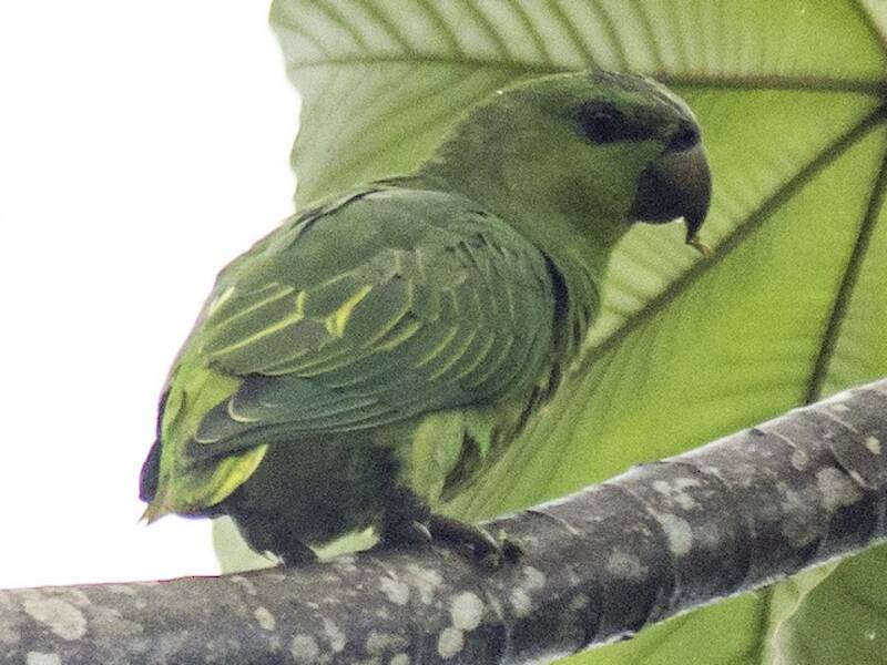 Short-tailed Parrot, Photos 4