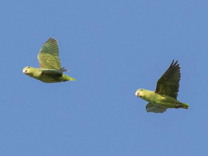 Short-tailed Parrot