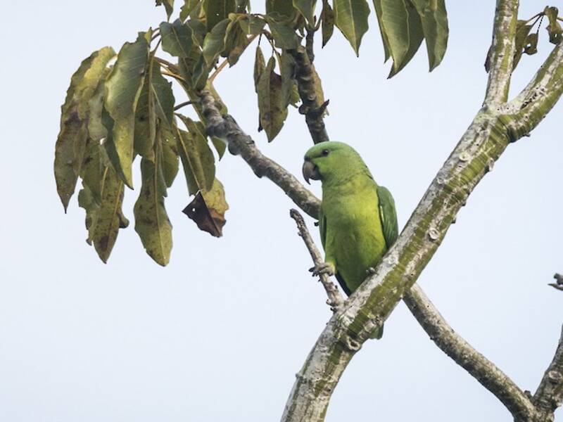 Short-tailed Parrot, Photos 2