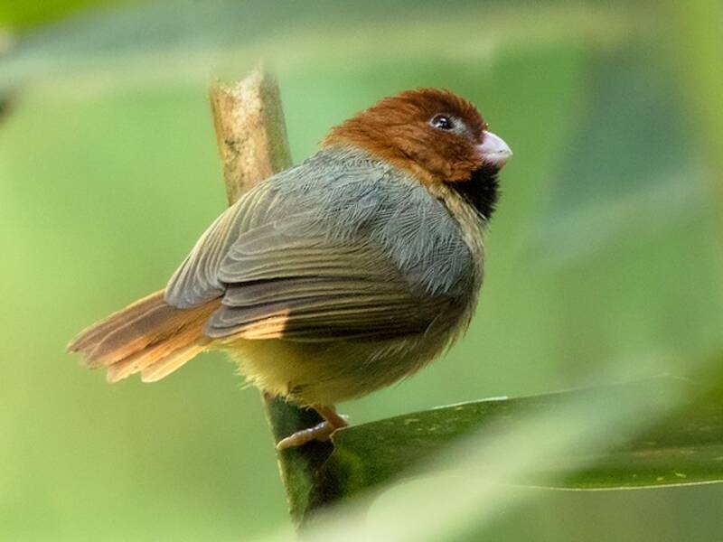 Paradoxornis de David