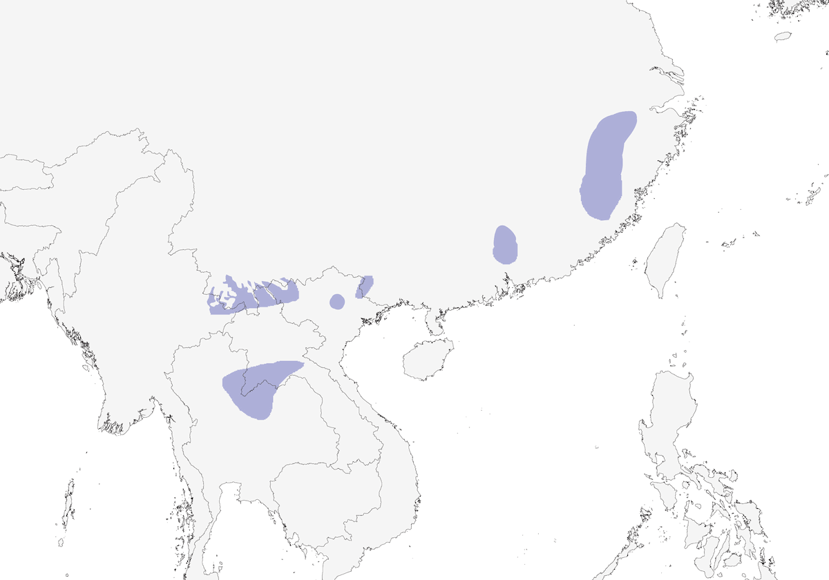 Paradoxornis de David, Distribution 1