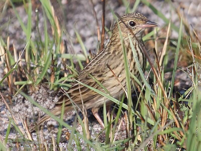 Pipit à queue courte