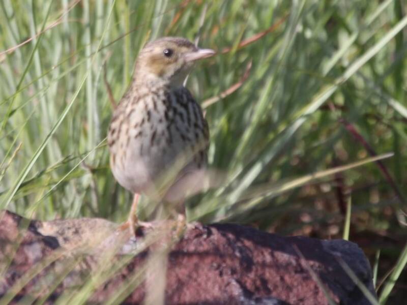 Pipit à queue courte, Photos 2