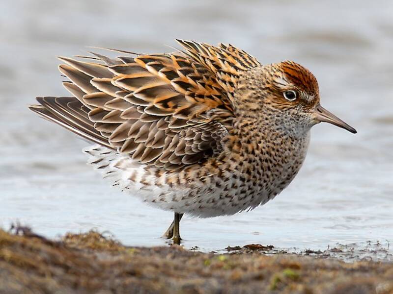 Sharp-tailed Sandpiper, Photos 4