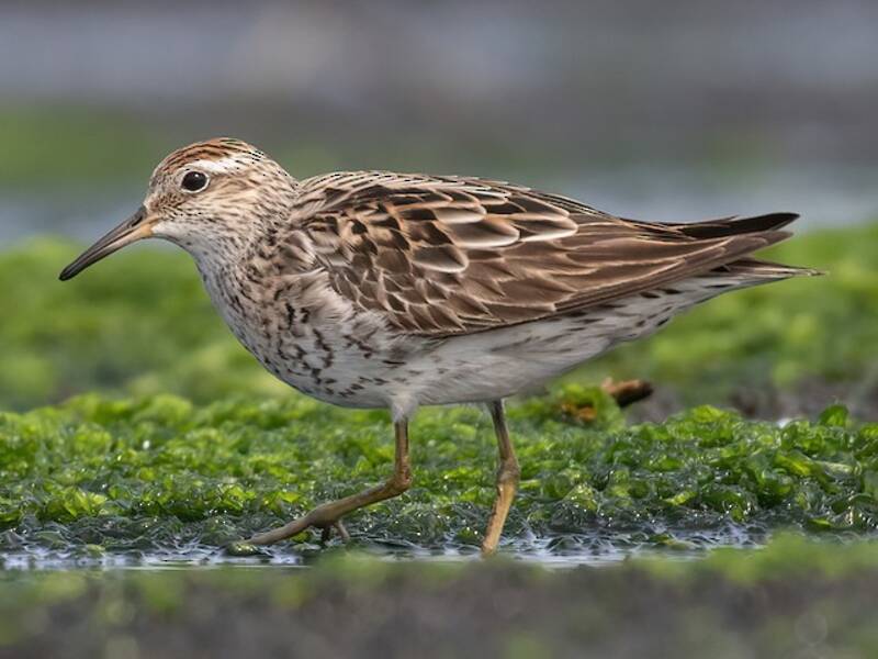 Sharp-tailed Sandpiper, Photos 3