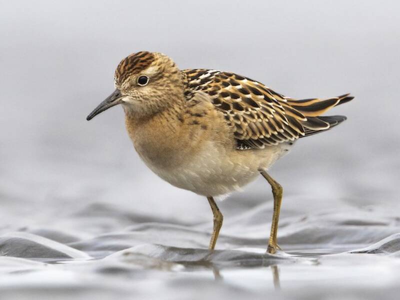 Sharp-tailed Sandpiper, Photos 2
