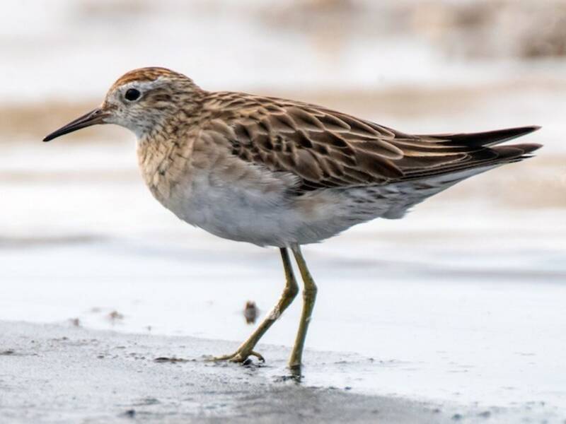 Sharp-tailed Sandpiper (Calidris acuminata)