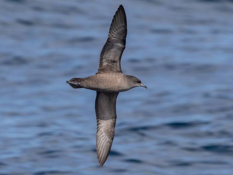 Short-tailed Shearwater, Photos 4