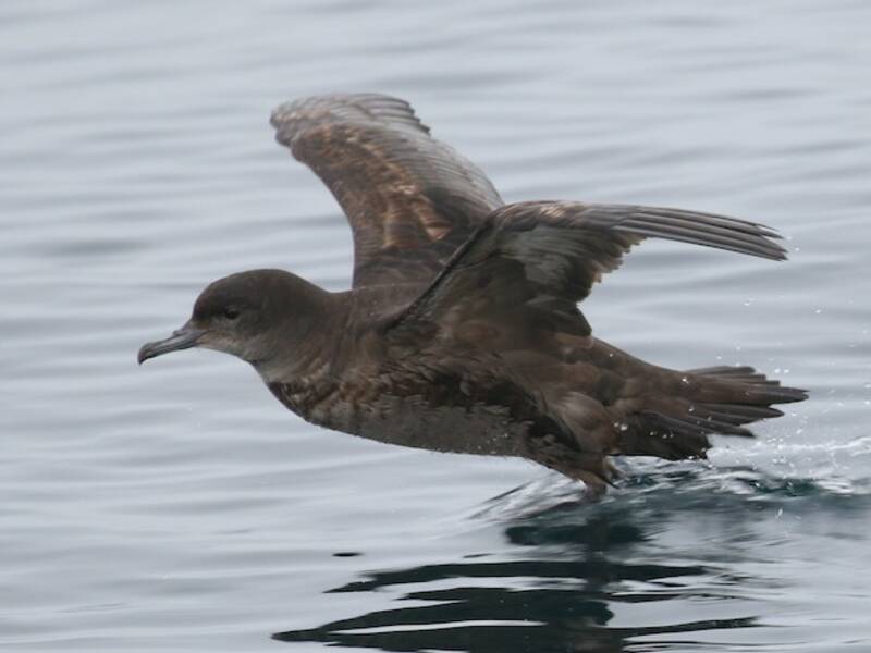 Short-tailed Shearwater, Photos 2
