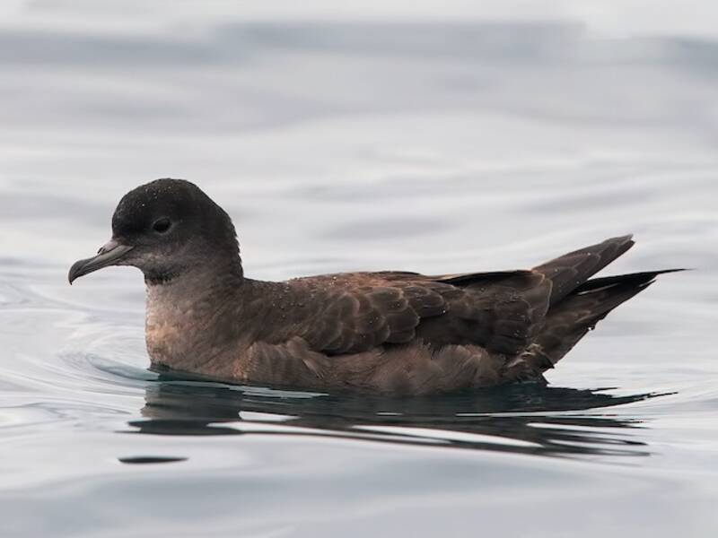 Short-tailed Shearwater, Photos 3