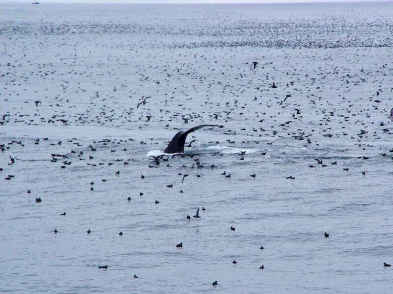 Short-tailed Shearwater