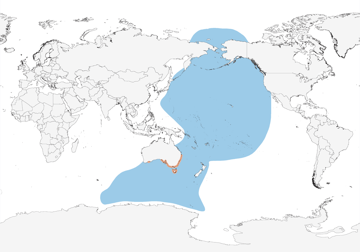 Short-tailed Shearwater, Distribution 1