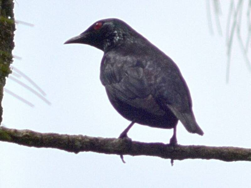 Storno coda corta, Foto 2