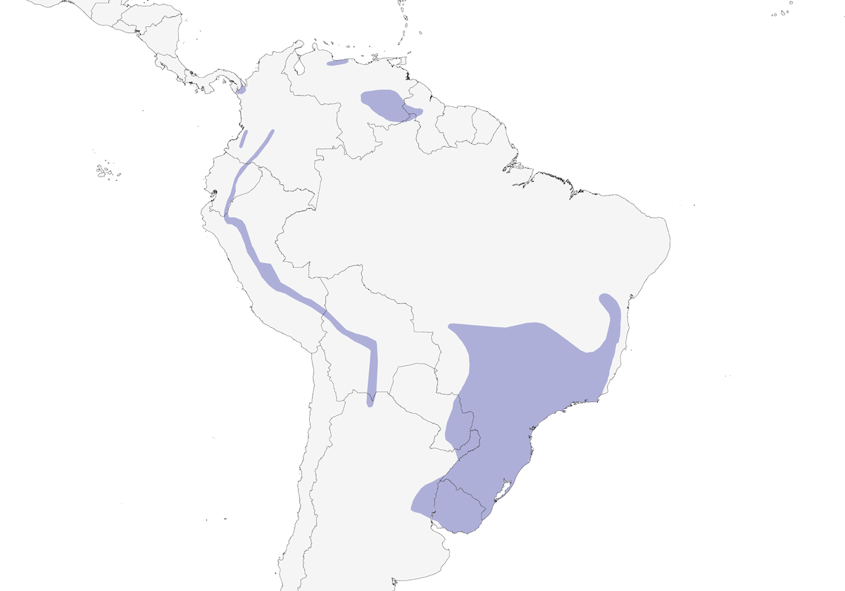 Rampichino acquaiolo codacuta, Distribuzione 1