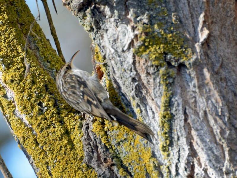 Gartenbaumläufer, Fotos 4