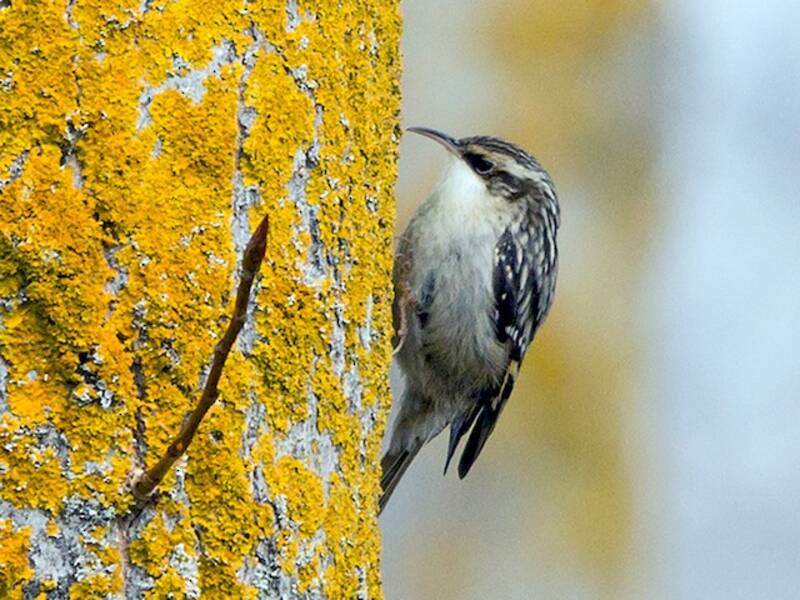 Short-toed Treecreeper (Certhia brachydactyla)