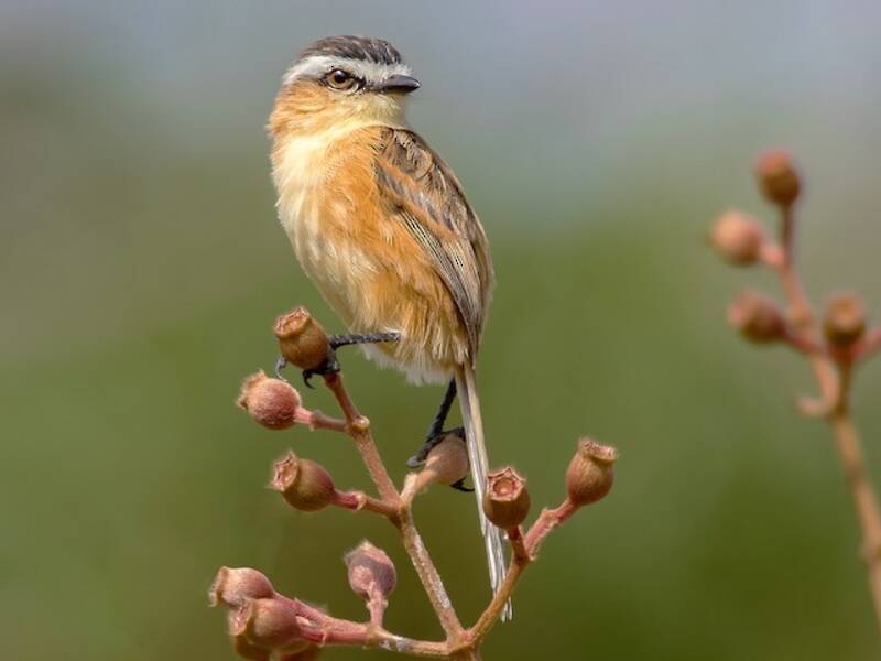 Tiranno codacuta, Foto 3