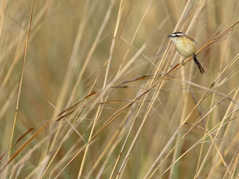Tiranno codacuta, Foto 4