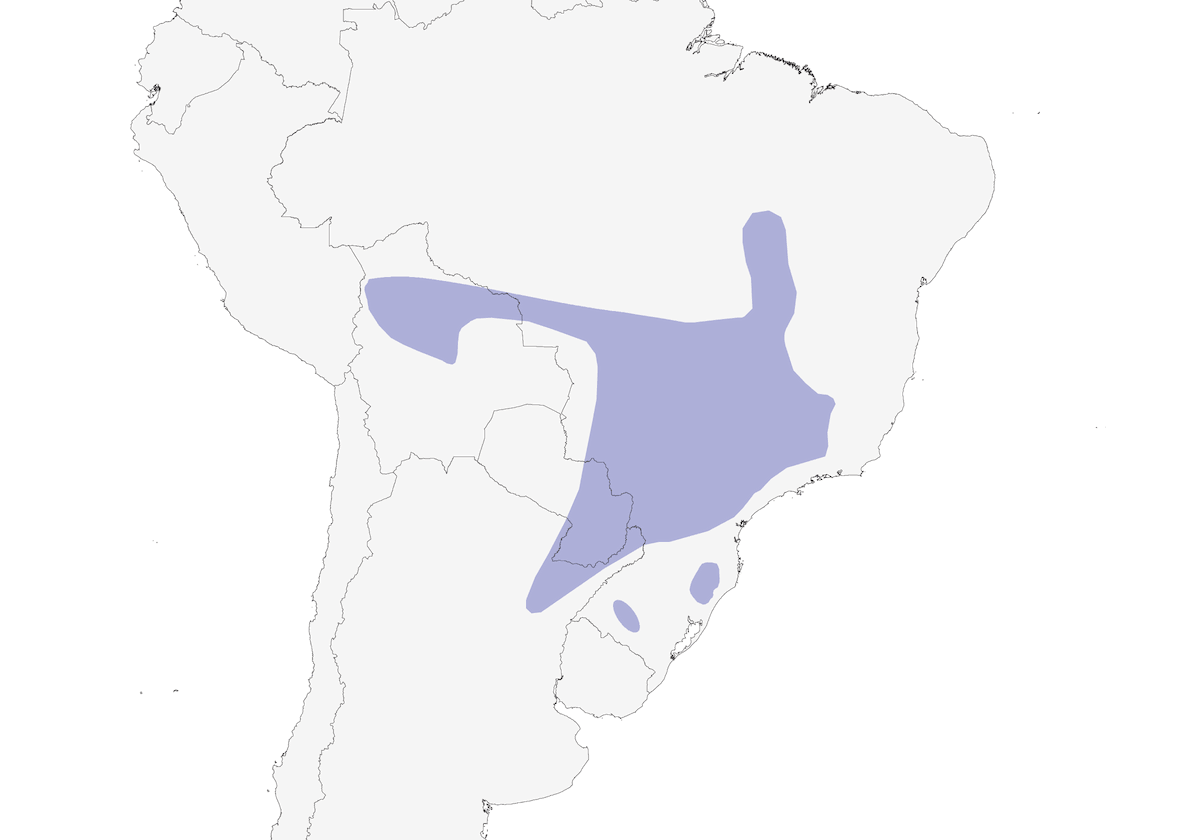Tiranno codacuta, Distribuzione 1
