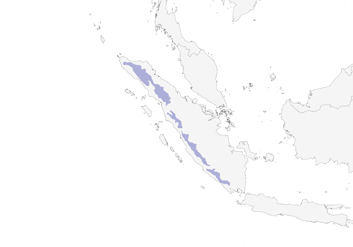 Zorzal Silbador Brillante, Distribución 1