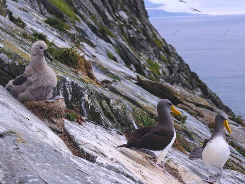 Chatham Albatross (Thalassarche eremita)