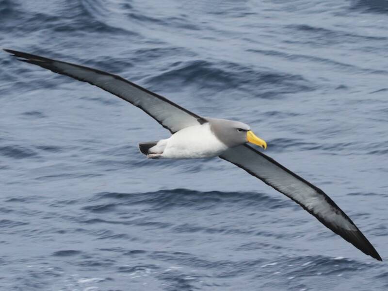 Albatros de Chatham, Fotos 4