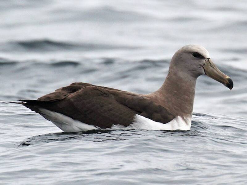 Albatros de Chatham, Fotos 2