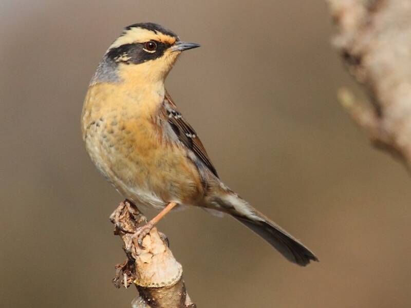 Siberian Accentor (Prunella montanella)