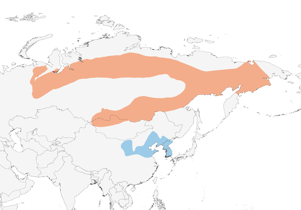 Acentor Siberiano, Distribución 1
