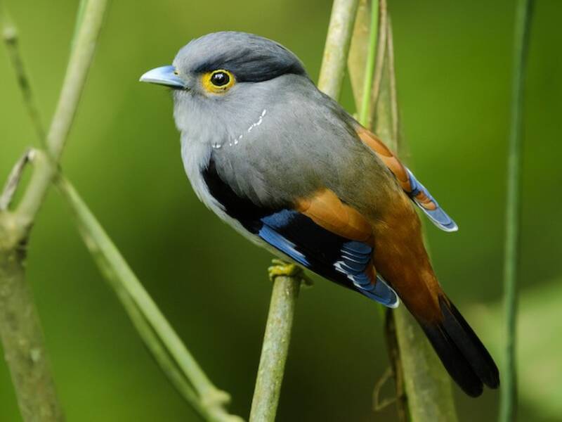 Gray-lored Broadbill, Photos 4