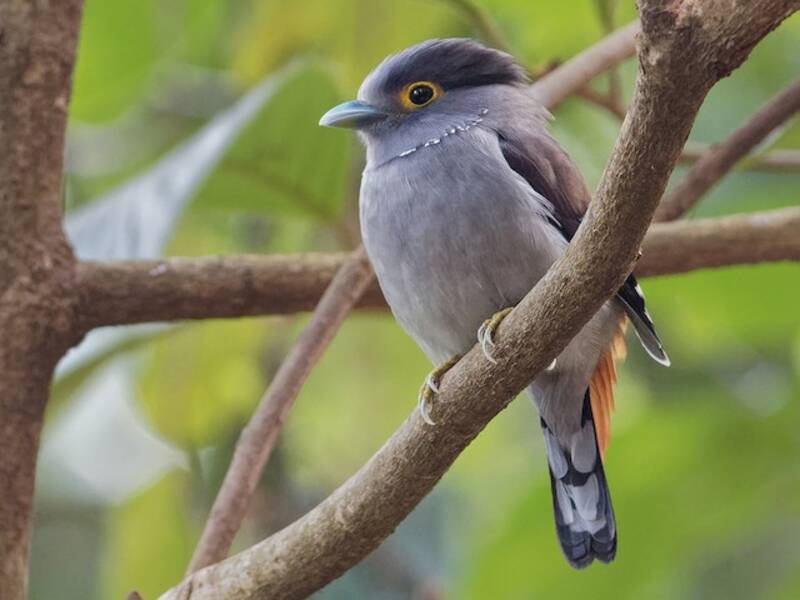 Gray-lored Broadbill, Photos 3