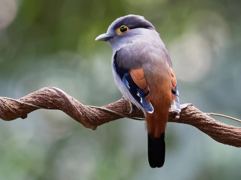 Gray-lored Broadbill, Photos 2