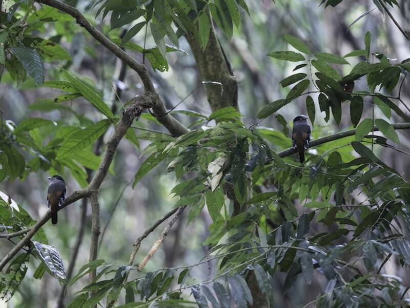 Gray-lored Broadbill