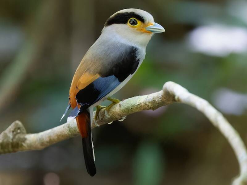 Silver-breasted Broadbill, Photos 3