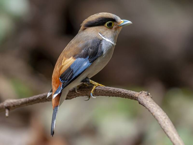 Silver-breasted Broadbill, Photos 2