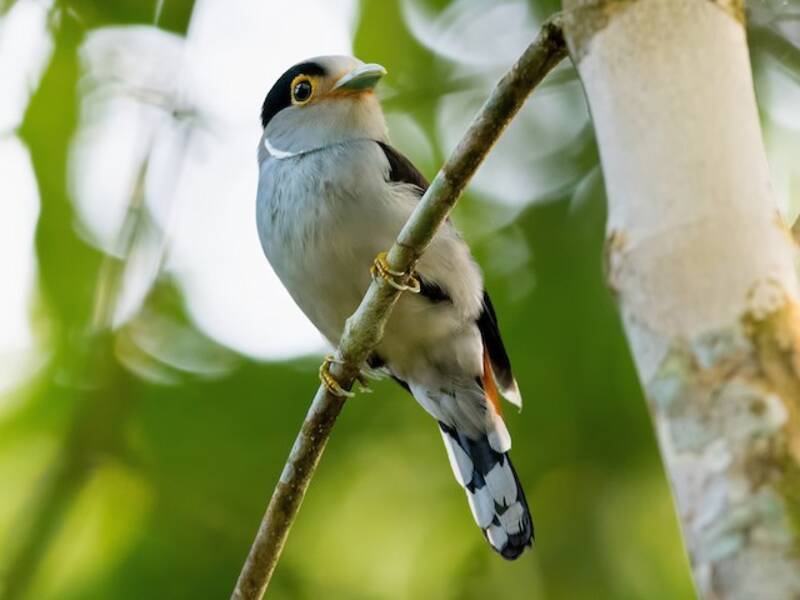 Silver-breasted Broadbill