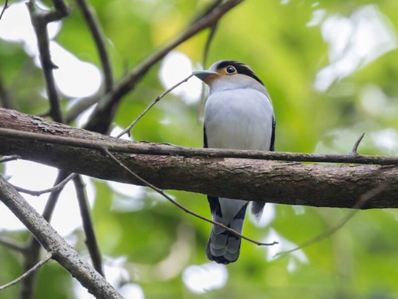 Silver-breasted Broadbill, Photos 4